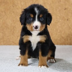 Adopt a dog:Watson/Bernese Mountain Dog/Male/5 weeks,Hello! My name is Watson, and I'm super excited to meet you! I cannot wait to join your family and go on adventures with you. I love to play. I also like to snuggle up next to you for a quiet nap, especially on those rainy days. I come up to date on vaccinations and vet checked, so I will be healthy, happy, and ready to come to my FUR-ever home! So, go ahead and pick me for a lifetime of puppy kisses and love. Don’t wait!