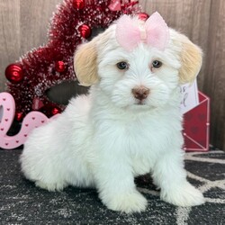 Adopt a dog:Heather/Havanese/Female/8 weeks,Hi, my name is Heather. I am looking for someone to play with. I love to play fetch; it’s my favorite game. When I get tired, I will come and curl up next to you so we can go to sleep. I love to go to parks and meet new people and animals. I am very affectionate and love to give kisses. I promise if you take me home, I will brighten your days and will always love you unconditionally. I will come home to you up-to-date on my vaccinations and vet check. I am excited to meet you and become your new best friend!