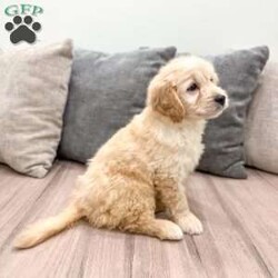 Mavin/Mini Goldendoodle									Puppy/Male																/9 Weeks,Meet Mavin! This sweet and adorable F1 Mini Goldendoodle is looking for a forever family!