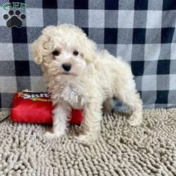 Sierra/Mini Schnoodle									Puppy/Female														/November 5th, 2024,Meet Sierra a sweet little Schnoodle,   parents are 13 and 14 lbs,  she has been vet checked and shots are up to date.   Lavern Reiff License # 3221