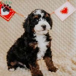 Pirate/Mini Bernedoodle									Puppy/Male																/8 Weeks,Do you love Bernese Mountain dogs but struggle with the heavy shedding then take a look at this puppy. With their poodle hair but Bernese happy personality they are sure to please.