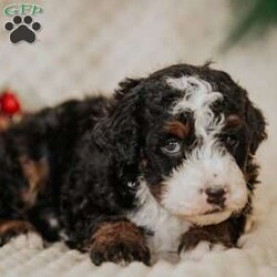 Pirate/Mini Bernedoodle									Puppy/Male																/8 Weeks,Do you love Bernese Mountain dogs but struggle with the heavy shedding then take a look at this puppy. With their poodle hair but Bernese happy personality they are sure to please.