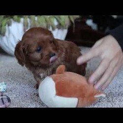 Zachary/Cavapoo									Puppy/Male																/6 Weeks,Zachary is the definition of “pawsitively” delightful! He has the cutest little face of a Cavapoo, always ready to brighten your day with his playful antics. This little guy is incredibly affectionate and loves snuggles, making him the perfect cuddle buddy. With bright eyes that seem to sparkle with mischief and warmth, Zachary is always ready to embark on a new adventure or curl up by your side for a relaxing afternoon nap. Whether he’s impressing you with his quick learning abilities during training sessions or showering you with licks and tail wags, His joyful spirit and gentle demeanor make him an irresistible addition to any loving home. His friendly nature, boundless energy and little sparks of spunk will keep you entertained, and his endearing loyalty will warm your heart.