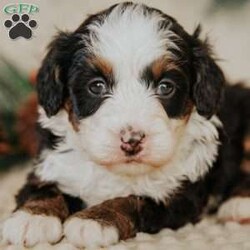 Pearl/Mini Bernedoodle									Puppy/Female														/8 Weeks,Do you love Bernese Mountain dogs but struggle with the heavy shedding then take a look at this puppy. With their poodle hair but Bernese happy personality they are sure to please.