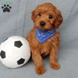 Robbie (micro mini)/Mini Goldendoodle									Puppy/Male																/9 Weeks,Hi there! My name is Robbie and I’m the sweetest little F1bb micro mini goldendoodle looking for my furever home! One look into my warm, loving eyes and at my super soft fluffy coat and I’ll be sure to have captured your heart already! I’m very happy, playful and very kid friendly and I would love to fill your home with all my puppy love!! I am full of personality, and I give amazing puppy kisses! I stand out above the rest with my sweet, loving personality and my adorable red colored coat! I will come to you vet checked and up to date on all vaccinations and dewormings . I come with a 1-year guarantee with the option of extending it to a 3-year guarantee and shipping is available! My mother is Mopsy, an F1b Mini Goldendoodle weighing 10# with a heart of gold and my father is Pete, a 7# toy Poodle! Both of my parents are very sweet and kid friendly which will make me the same!! I will grow to approx. 8-10# and I will be hypoallergenic and nonshedding! !!… Why wait when you know I’m the one for you? Call or text Martha to make me the newest addition to your family and get ready to spend a lifetime of tail wagging fun with me! (7% sales tax on in home pickups)