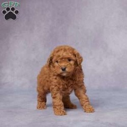 Quinn/Miniature Poodle									Puppy/Male																/6 Weeks,Say hello to Quinn, a sweet and lovable Mini Poodle who’s ready to bring joy to his forever family! Raised in a caring environment, Quinn is surrounded by love and attention, making him friendly, playful, and eager to be your new best friend.