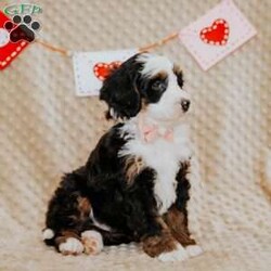 Pearl/Mini Bernedoodle									Puppy/Female														/8 Weeks,Do you love Bernese Mountain dogs but struggle with the heavy shedding then take a look at this puppy. With their poodle hair but Bernese happy personality they are sure to please.