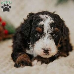 Pirate/Mini Bernedoodle									Puppy/Male																/8 Weeks,Do you love Bernese Mountain dogs but struggle with the heavy shedding then take a look at this puppy. With their poodle hair but Bernese happy personality they are sure to please.