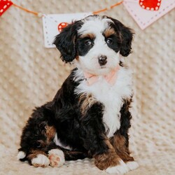 Pearl/Mini Bernedoodle									Puppy/Female														/8 Weeks,Do you love Bernese Mountain dogs but struggle with the heavy shedding then take a look at this puppy. With their poodle hair but Bernese happy personality they are sure to please.