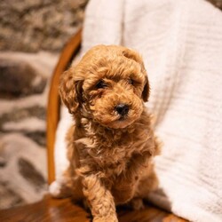 Abigale (F1B)/Mini Goldendoodle									Puppy/Female														/November 20th, 2024,These puppies are loyal, fun-loving, and family raised (not to mention adorable!) We have young kids that love playing with them. Their personalities will make any of them