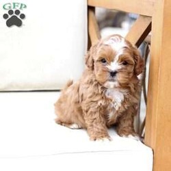 Charlie/Shih-Poo									Puppy/Male																/9 Weeks,To contact the breeder about this puppy, click on the “View Breeder Info” tab above.