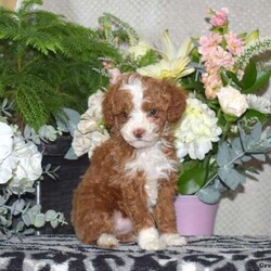 Caramel/Miniature Poodle									Puppy/Female														/7 Weeks,This sweet natured Miniature Poodle puppy is cute as can be and loves to play! Caramel is socialized, family raised with children, and ready to be the best addition to her forever family. She has been seen by a vet and is up to date on shots and de-wormer, plus the breeders provide a health guarantee when Caramel heads home. Hear more about this petite pup and schedule a visit by calling Jonas and Miriam Glick today!