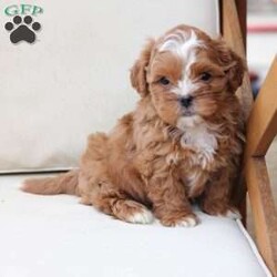 Charlie/Shih-Poo									Puppy/Male																/9 Weeks,To contact the breeder about this puppy, click on the “View Breeder Info” tab above.