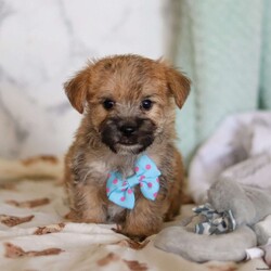 Chance/Morkie / Yorktese									Puppy/Male																/7 Weeks