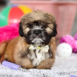 Justin/Lhasa Apso									Puppy/Male																/10 Weeks