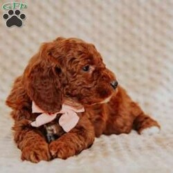 Angel/Mini Goldendoodle									Puppy/Female														/8 Weeks,Do you love Golden Retriever’s  but struggle with the heavy shedding then take a look at this puppy. With their poodle hair but the Golden’s happy personality they are sure to please.