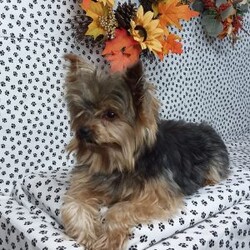 Wendy/Yorkie Poo									Puppy/Female														/10 Weeks,Meet Wendy! This super cute Yorkie-Poo puppy is vet checked & up to date on shots & wormer. She can be registered, plus comes with a 30-day health guarantee provided by the breeder! Wendy is super sweet & well socialized! She is currently being family raised with children, making her a perfect addition to your family home! If you would like more information on this sweetheart, please contact Glenn & Miriam Fox today!