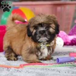 Justin/Lhasa Apso									Puppy/Male																/10 Weeks,Meet Justin he is the most adorable Lhasa Apso pup with a heart as big as his fluffy coat! This little bundle of joy is ready to bring love, laughter, and endless cuddles to your home. With his bright, expressive eyes and charming personality, he is guaranteed to win your heart in no time. Lhasas are known for their loyalty and intelligence, making them the perfect companions for families or individuals alike. Justin absolutely loves attention and will happily follow you wherever you go, always ready for snuggles or a fun game. Spend a little time with Justin, and you’ll find a best friend!