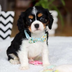 Nico/Cavalier King Charles Spaniel									Puppy/Male																/7 Weeks