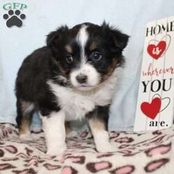 Tina/Miniature Australian Shepherd									Puppy/Female														/7 Weeks,Say hello to this adorable Miniature Australian Shepherd puppy who loves people! This sweetie pie comes up to date on shots and dewormer and will be vet checked before going home. The father Cody is Embark DNA tested clear for over 215 health issues so you can rest assured your puppy is a healthy pup! If you are seeking a pup who would be fun to train contact us today! 