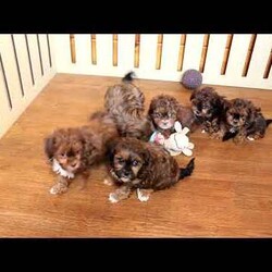 Hank/Shih-Poo									Puppy/Male																/7 Weeks,Meet Hank, a bubbly Shih-Poo puppy that is well-socialized. This happy-go-lucky pooch is vet checked and up to date on shots & wormer plus the breeder provides a 6-month genetic health guarantee for him. To learn more about this adorable fella, call the breeder today!