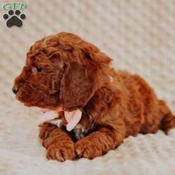 Angel/Mini Goldendoodle									Puppy/Female														/8 Weeks,Do you love Golden Retriever’s  but struggle with the heavy shedding then take a look at this puppy. With their poodle hair but the Golden’s happy personality they are sure to please.