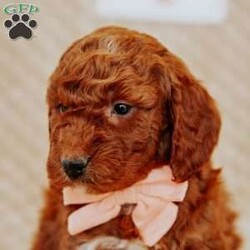 Angel/Mini Goldendoodle									Puppy/Female														/8 Weeks,Do you love Golden Retriever’s  but struggle with the heavy shedding then take a look at this puppy. With their poodle hair but the Golden’s happy personality they are sure to please.