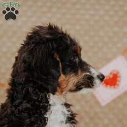 Rhino/Mini Bernedoodle									Puppy/Male																/15 Weeks,Do you love Bernese Mountain dogs but struggle with the heavy shedding then take a look at this puppy. With their poodle hair but Bernese happy personality they are sure to please.