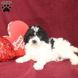 Bella/Mini Goldendoodle									Puppy/Female														/7 Weeks,Say hello to this charming and fluffy Mini Goldendoodle puppy who is started on potty training and crate training. This little sweetie pie is born to parents who are Genetically clear via Embark Vet for over 215 hereditary issues and their results show that this litter of puppies will not have any health issues that will adversely affect their health. While other Mini Goldendoodles may suffer from health issues as they age, this pup will have no predispositions to health concerns!  Each pup in this litter is up to date on shots and dewormer and vet checked! We offer the option for microchipping and a 1 Year Genetic Health Guarantee! 