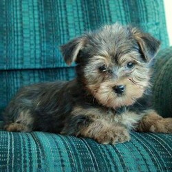 Zero/Yorkie									Puppy/Male																/November 10th, 2024,Check out Zero, a sweet & gentle Yorkie puppy! This curious little guy is socialized and can be registered with the ACA. Zero is vet checked and up to date on shots & wormer, plus the breeder provides a 30-day health guarantee. To set up a visit with this precious pup and learn more about him, please call Stephen today!