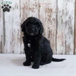 Holly/Mini Labradoodle									Puppy/Female														/8 Weeks,Need a fun puppy to bring cheer to these wintery days? The generation of this puppy is f1b. Family raised, up to date on shots and dewormer, and comes with a 1 year genetic health guarantee. She’s socialized with our children, who help care for the puppies!! She comes with a small bag of food, blanket, toy and a collar. Give us a call today! We’re open Monday-Saturday 8-8 and closed on Sundays. Sunday messages will be returned on Monday. Country Echoes Kennel,  Raymond Lapp Sunbury Pa 17801 Pa Kennel License #17927