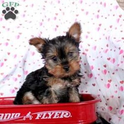 Claire/Yorkie									Puppy/Female														/November 25th, 2024,Meet Claire, a well-socialized Yorkie puppy that is ready for her forever home. She is vet checked and up to date on shots & wormer plus the breeder provides a 30 day health guarantee for her. This family raised gal can also be registered with the ACA. To learn more about this very friendly pooch, call the breeder today!