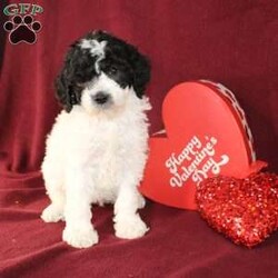 Bella/Mini Goldendoodle									Puppy/Female														/7 Weeks,Say hello to this charming and fluffy Mini Goldendoodle puppy who is started on potty training and crate training. This little sweetie pie is born to parents who are Genetically clear via Embark Vet for over 215 hereditary issues and their results show that this litter of puppies will not have any health issues that will adversely affect their health. While other Mini Goldendoodles may suffer from health issues as they age, this pup will have no predispositions to health concerns!  Each pup in this litter is up to date on shots and dewormer and vet checked! We offer the option for microchipping and a 1 Year Genetic Health Guarantee! 