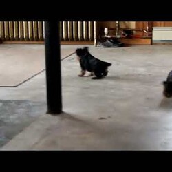 Claire/Yorkie									Puppy/Female														/November 25th, 2024,Meet Claire, a well-socialized Yorkie puppy that is ready for her forever home. She is vet checked and up to date on shots & wormer plus the breeder provides a 30 day health guarantee for her. This family raised gal can also be registered with the ACA. To learn more about this very friendly pooch, call the breeder today!