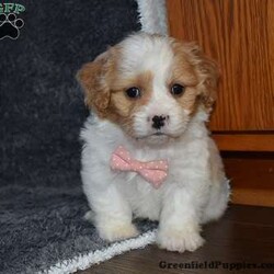 Precious/Cavachon									Puppy/Female														/7 Weeks,Precious is outgoing,playful and has sweet cavachon temperment. She’s looking for her forever home. 
