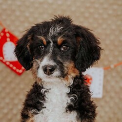 Rhino/Mini Bernedoodle									Puppy/Male																/15 Weeks