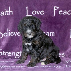 Danny/Standard Poodle Mix									Puppy/Male																/December 9th, 2024