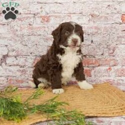 Hank/Mini Aussiedoodle									Puppy/Male																/December 8th, 2024,Intellegent. Adorable. Fluffy. Friendly. What more could you ask for? These beautiful puppies are ready to be your loyal companion. 