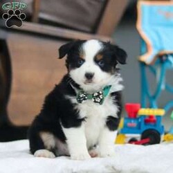 Rosco/Miniature Australian Shepherd									Puppy/Male																/9 Weeks,Introducing Rosco, the delightful AKC Miniature Australian Shepherd puppy that’s sure to steal your heart! With a coat as soft as a cloud and eyes that gleam with intelligence, Rosco is a true showstopper. His stunning appearance is only the beginning—this little guy is as sharp as a tack, soaking up new tricks and responding eagerly to training. Australian Shepherds are renowned for their intelligence, and Rosco is no exception. His quick learning and endless curiosity will keep you amazed as he effortlessly masters new skills. From herding imaginary sheep in the backyard to organizing his favorite toys, Rosco will bring a playful spark to your day.