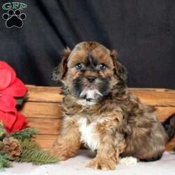 Hank/Shih-Poo									Puppy/Male																/7 Weeks,Meet Hank, a bubbly Shih-Poo puppy that is well-socialized. This happy-go-lucky pooch is vet checked and up to date on shots & wormer plus the breeder provides a 6-month genetic health guarantee for him. To learn more about this adorable fella, call the breeder today!