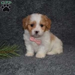 Precious/Cavachon									Puppy/Female														/7 Weeks,Precious is outgoing,playful and has sweet cavachon temperment. She’s looking for her forever home. 