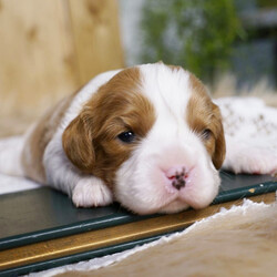 Adopt a dog:Perry/Cavalier King Charles Spaniel/Male/3 weeks,Hi, I’m Perry, a Blenheim-colored King Charles Spaniel, and I like to think I bring a little sunshine wherever I go. My coat is this beautiful mix of chestnut and white, soft and silky, and I’m always ready to brighten up any room just by being in it. I’m a sweet, gentle guy who loves nothing more than being close to my people.  I’m not too needy, but I definitely know how to get your attention when I want it. A little nudge with my nose or a soft look with my big eyes, and you’ll know exactly what I’m after. I don’t ask for much, just the occasional cuddle or a kind word, and I’m good.