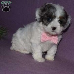 Clarissa/Forever									Puppy/Female														/8 Weeks,Clarissa is outgoing,playful and has sweet Cavachon/Poodle temperment. She’s looking for her forever home. 