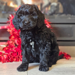 Adopt a dog:Prosecco/Goldendoodle/Female/9 weeks,Hello! My name is Prosecco, and I'm super excited to meet you! I'm a friendly Goldendoodle. I could do well in a home with kids and other pets (even cats!) I do well in all size living spaces. I'm a great dog for first-time pet owners and seniors. I'm excited to become your best friend and bring you joy!  I will be up to date on my vaccinations before coming home to you, so we can play as soon as I get there. Pick me for a lifetime of puppy kisses and love. Don't wait!