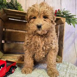 Buddy/Goldendoodle/Male/10 weeks