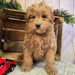 Adopt a dog:Buddy/Goldendoodle/Male/10 weeks,Hello! My name is Buddy, and I'm super excited to meet you! I'm a friendly Goldendoodle. I do great in cold weather. I love being active and I have lots of energy! I'm allergy-friendly and I don't shed much. I'm a great dog for first-time pet owners and seniors. Let's be best friends forever! I'll get a full head to tail exam by my vet before I come home to you. Make me the newest member and I will be sure to have puppy kisses waiting just for you.