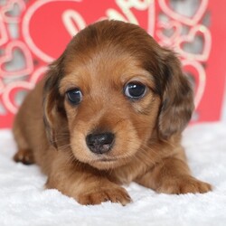 Adopt a dog:Flo/Dachshund/Female/6 weeks,Are you looking for the best puppy ever? Well, you found me! My name is Flo and I am the best! How do I know? Well, just look at me. Aren't I adorable? Also, I come up to date on my vaccinations and vet checked from head to tail, so not only am I cute, but healthy too! I promise to be on my best behavior when I'm with my new family. I'm just a bundle of joy to have around. So, hurry and pick me to show off what an excellent puppy you have!