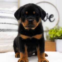 Adopt a dog:Lance/Rottweiler/Male/9 weeks,Are you looking for the best puppy ever? Well, you found me! My name is Lance and I am the best! How do I know? Well, just look at me. Aren't I adorable? Also, I come up to date on my vaccinations and vet checked from head to tail, so not only am I cute, but healthy too! I promise to be on my best behavior when I'm with my new family. I'm just a bundle of joy to have around. So, hurry and pick me to show off what an excellent puppy you have!