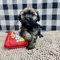 Cindy/Havanese									Puppy/Female														/November 19th, 2024,Meet Cindy a sweet little Havanese,   Shee is ACA Reg. Vet checked and shots are up to date. ready to be your special little buddy. Lavern Reiff License # 3221