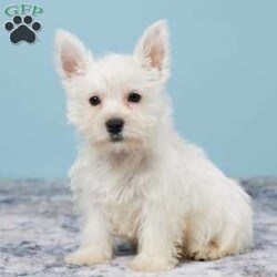 Tucker/West Highland Terrier									Puppy/Male																/11 Weeks,Tucker is up to date on all vaccines, wormings etc, Tucker is family raised in a loving country Christains home. He comes to you with a one year Health Guarntee. Shipping is available. Feel free to call or text us anty time